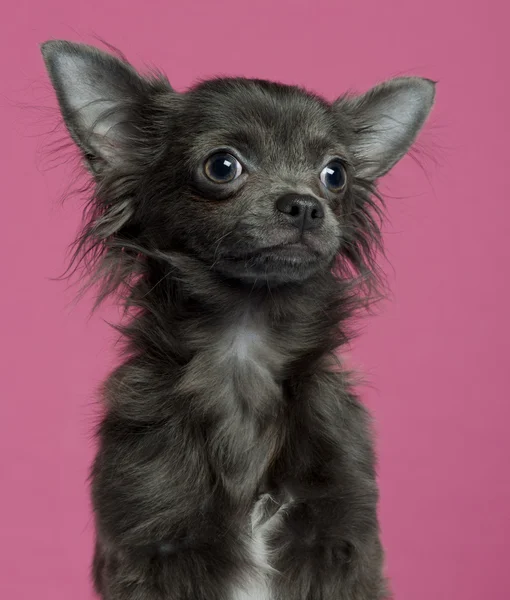 Chihuahua köpek yavrusu, 5 ay eski pembe bir arka plan yakın çekim — Stok fotoğraf