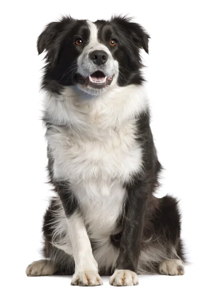 Border Collie, 14 months old, sitting in front of white background — Stock Photo, Image