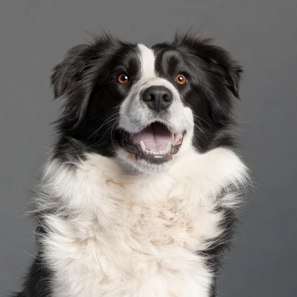 Close-up of Border Collie, 14 months old, in front of grey background — Stock Photo, Image