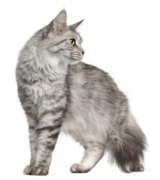 Maine Coon, 2 years old, in front of white background — Stock Photo, Image
