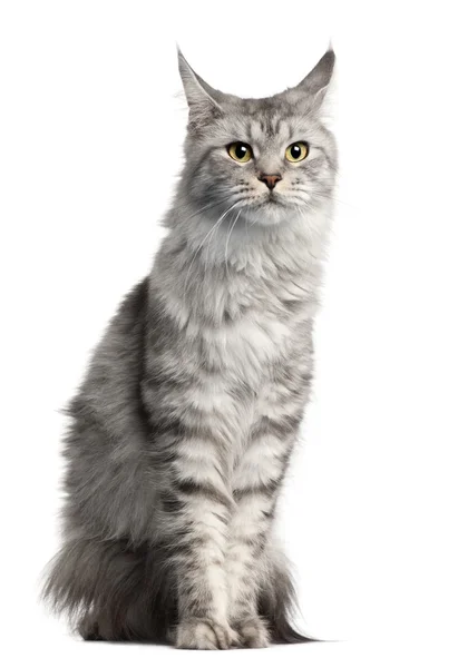 Maine Coon, 2 years old, sitting in front of white background — Stock Photo, Image