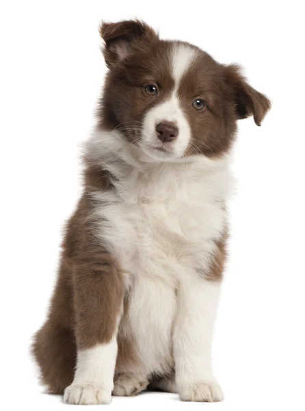 Cachorrinho da Fronteira Collie, 8 semanas, sentado em frente ao fundo branco — Fotografia de Stock