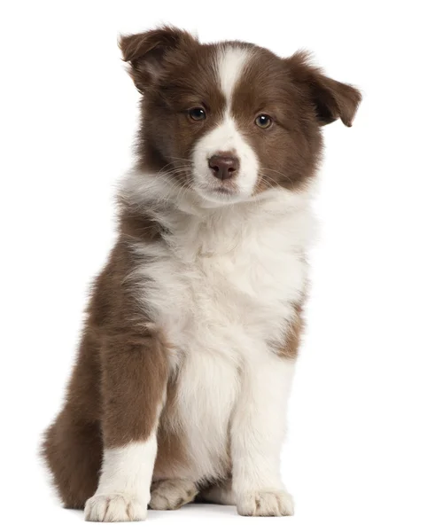 Cachorro Border Collie, de 8 semanas de edad, sentado frente al fondo blanco —  Fotos de Stock