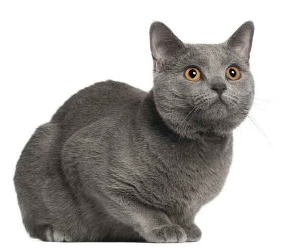 Chartreux cat, 10 months old, in front of white background — Stock Photo, Image
