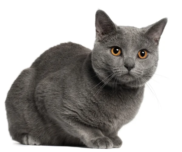 Chartreux cat, 10 months old, in front of white background — Stock Photo, Image