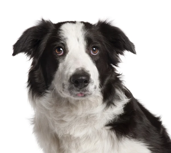 Border Collie, 7 months old, sitting in front of white background — Stock Photo, Image