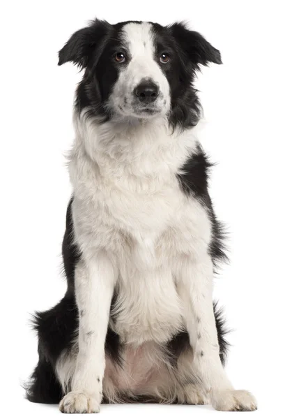 Border Collie, 7 months old, sitting in front of white background — Stock Photo, Image