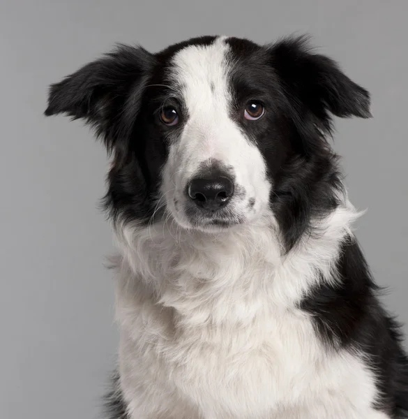 Close-up of Border Collie, 7 months old, in front of grey background — Stock Photo, Image