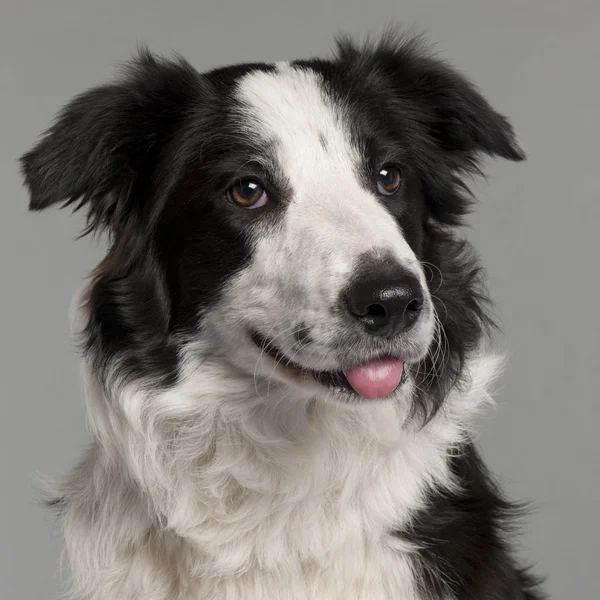 Close-up of Border Collie, 7 months old, in front of grey background — Stock Photo, Image