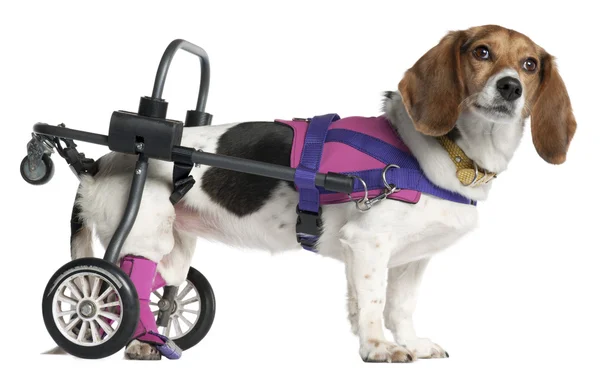 Cane di razza mista paralizzato handicappato, 8 anni, davanti allo sfondo bianco — Foto Stock