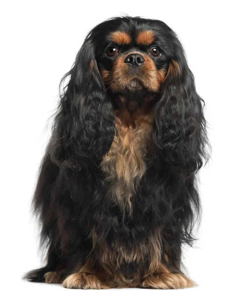 Cavalier King Charles Spaniel, 2 years old, in front of white background — Stock Photo, Image