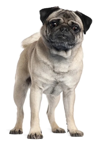 Pug, 2 and a half years old, standing in front of white background — Stock Photo, Image