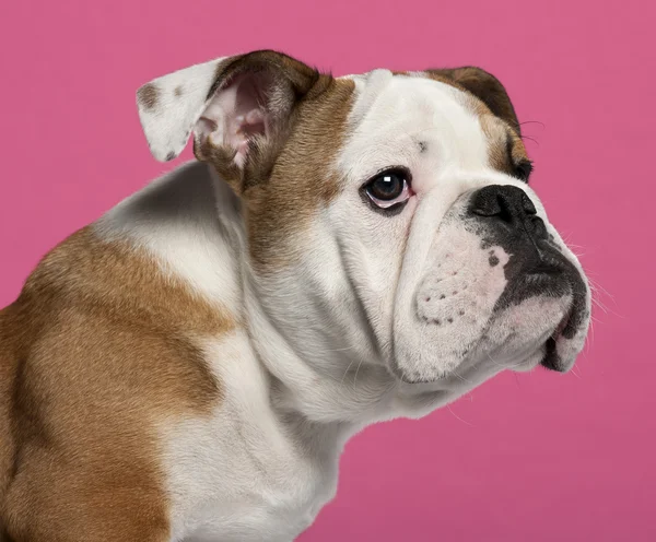 Close-up of English bulldog puppy, 4 months old, in front of hot pink background — Stock Photo, Image