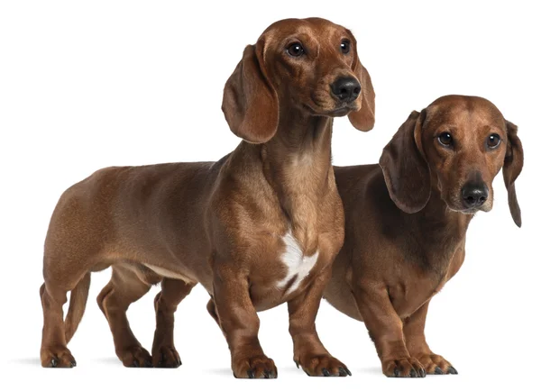 Dachshunds, 4 years old and 7 months old, standing in front of white background — Stock Photo, Image