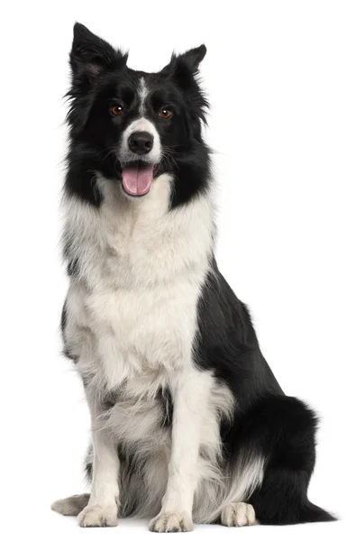 Border Collie, 4 years old, sitting in front of white background — Stock Photo, Image