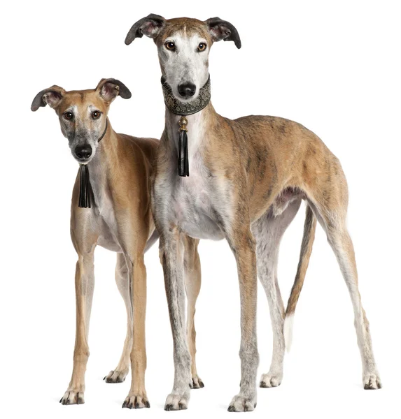 Galgo Espanol, 6 years old and 3 and a half years old, standing in front of white background — Stock Photo, Image