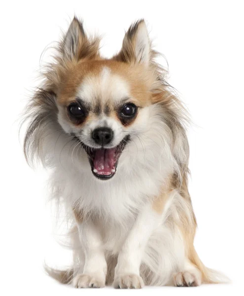 Chihuahua, 18 months old, yawning in front of white background — Stock Photo, Image