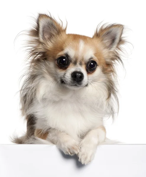 Chihuahua, 18 kuukautta vanha, istuu valkoisen taustan edessä — kuvapankkivalokuva