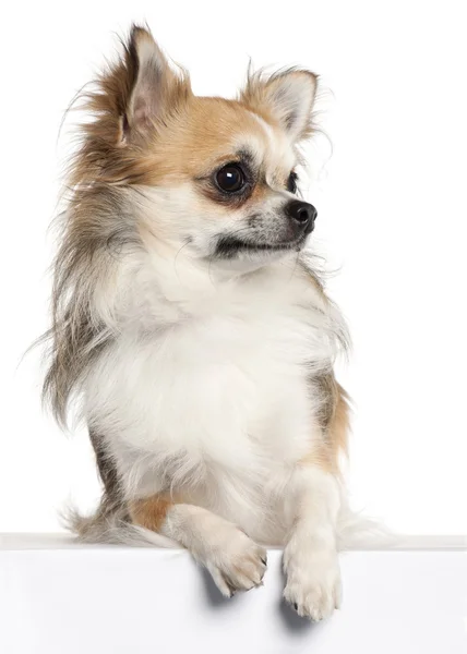 Chihuahua, 18 miesięcy, siedząc z przodu białe tło — Zdjęcie stockowe