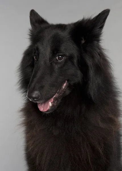 Close-up of Belgian Shepherd Dog, Groenendael, 3 years old, in front of grey background — Stock Photo, Image