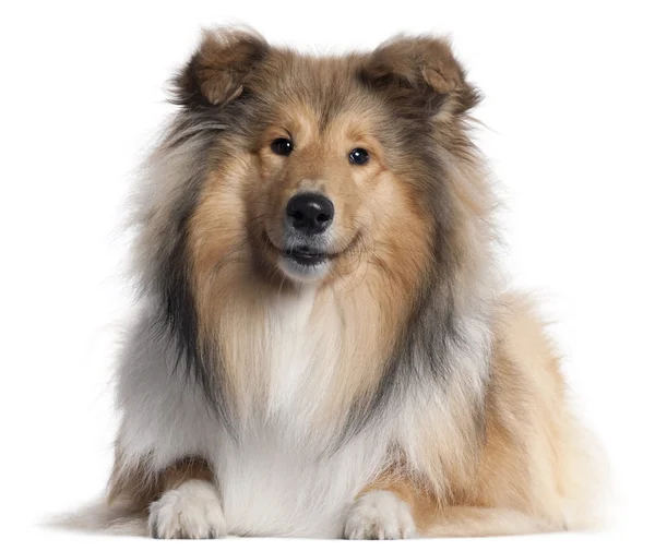 Scotch Collie, 9 months old, lying in front of white background — Stock Photo, Image