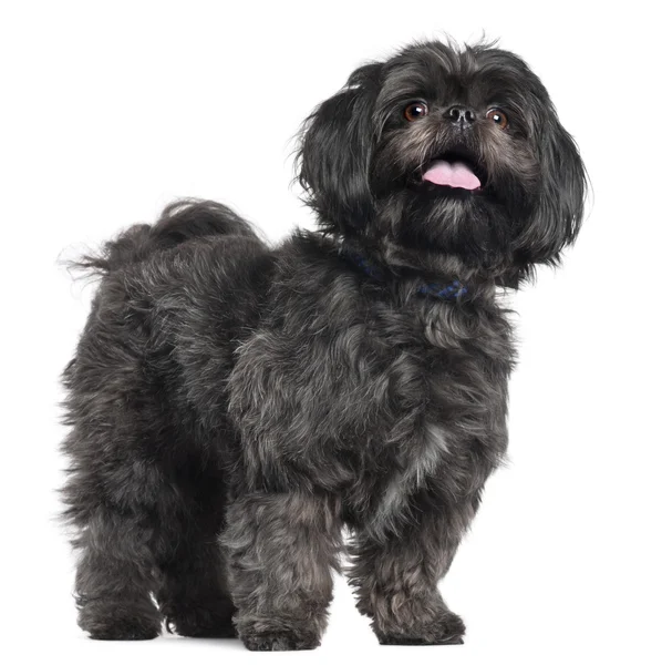 Lhasa Apso, 3 years old, standing in front of white background — Stock Photo, Image