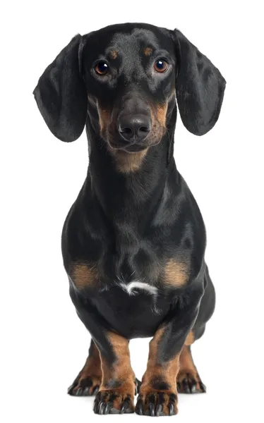 Dachshund, 1 year old, standing in front of white background — Stock Photo, Image