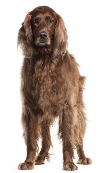 Irish Setter, 5 years old, standing in front of white background — Stock Photo, Image