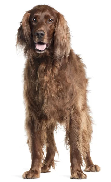 Irish Setter, 5 years old, panting in front of white background — Stock Photo, Image
