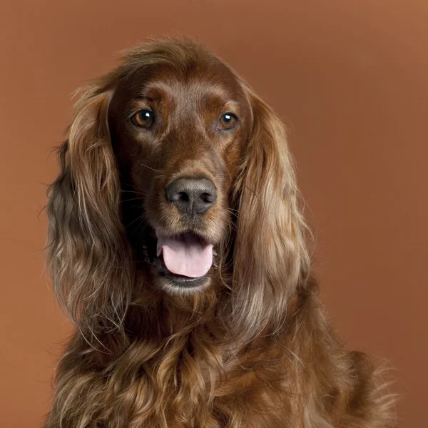 Close-up of Irish Setter, 5 years old, in front of brown background — Stock Photo, Image