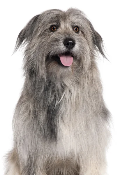 Pyrenean Shepherd dog, 18 months old, sitting in front of white background — Stock Photo, Image
