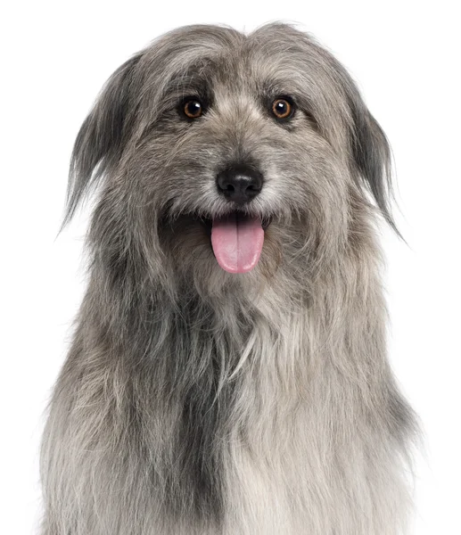 stock image Close-up of Pyrenean Shepherd dog, 18 months old, in front of white background