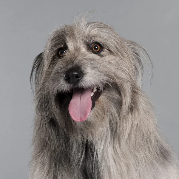 Close-up of Pyrenean Shepherd dog, 18 months old, in front of grey background — Stock Photo, Image