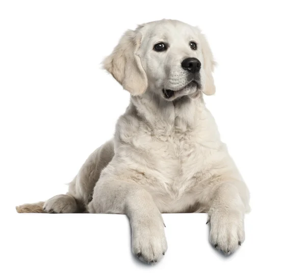 黄金猎犬的小狗，5 个月大，前面的躺在白色的背景 — 图库照片
