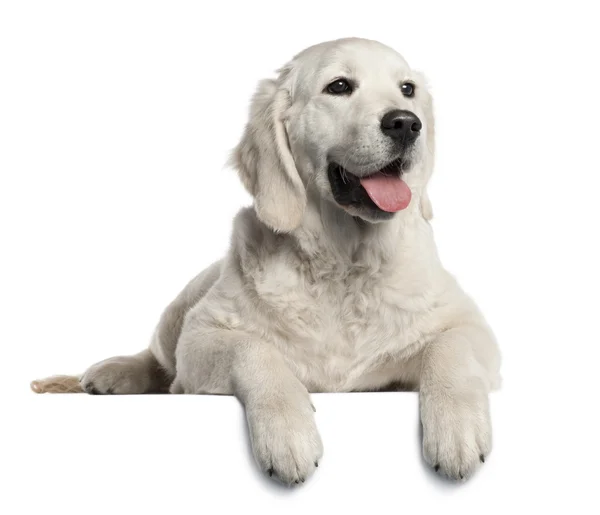 골든 리트리버 강아지, 5 개월 된의 앞에 누워 흰색 배경 — 스톡 사진