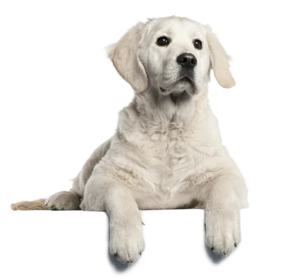 Zlatý retrívr štěně, 5 měsíců starý, ležící před bílé pozadí — Stock fotografie