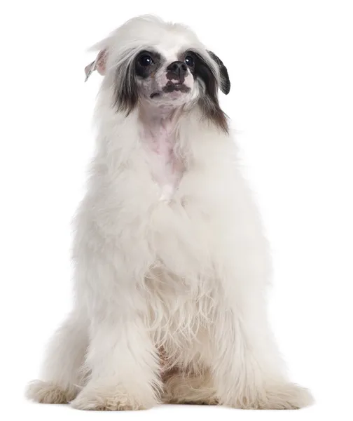 Chiński czubaty pies, 7 miesięcy, siedząc w tle — Zdjęcie stockowe