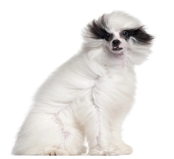 Chinese crested dog, 7 maanden oud, zit op witte achtergrond — Stockfoto