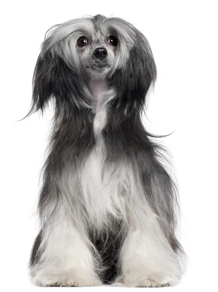 Chinesischer Haubenhund, 15 Monate alt, mit Haaren im Wind vor weißem Hintergrund — Stockfoto