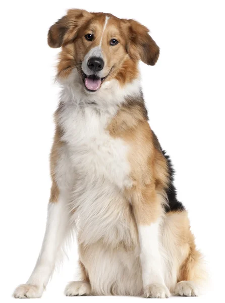 Mixed-breed dog, 2 and a half years old, sitting in front of white background — Stock Photo, Image
