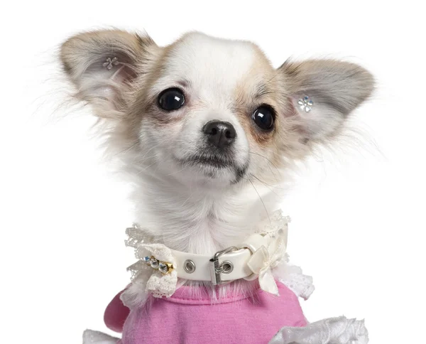 Close-up van chihuahua pup in roze jurk, 6 maanden oud, voor witte achtergrond — Stockfoto