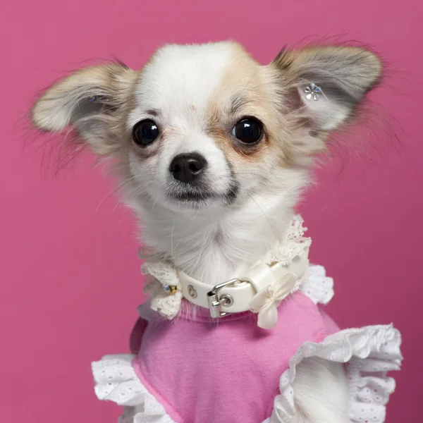Primo piano del cucciolo di Chihuahua in abito rosa, 6 mesi, davanti allo sfondo rosa — Foto Stock