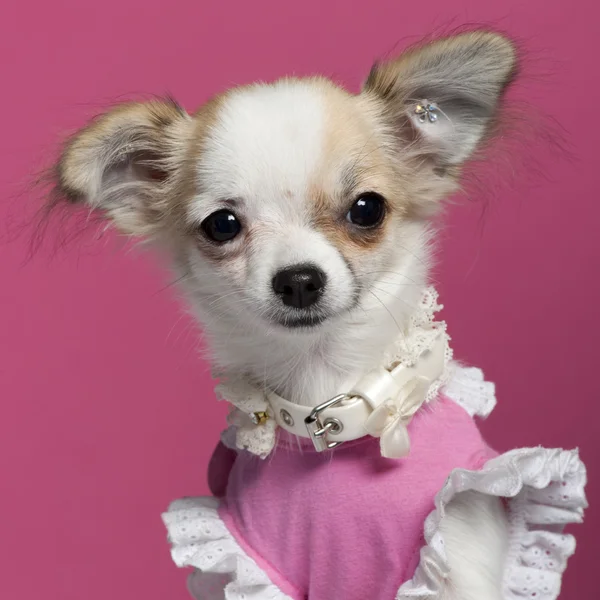 Primer plano del cachorro Chihuahua en vestido rosa, 6 meses de edad, delante de fondo rosa —  Fotos de Stock