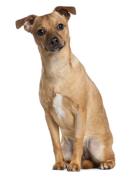 Mischlingshund, 7 Monate alt, sitzt vor weißem Hintergrund — Stockfoto