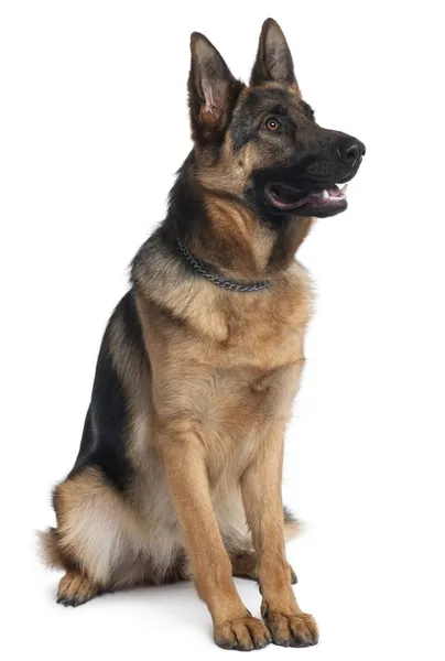 German Shepherd dog, 10 months old, sitting in front of white background — Stock Photo, Image