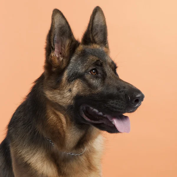 Close-up of German Shepherd dog, 10 months old, in front of orange background — Stock Photo, Image