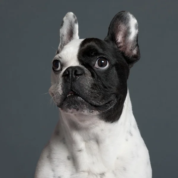 Close-up de Bulldog francês, 9 anos, na frente de fundo cinza — Fotografia de Stock