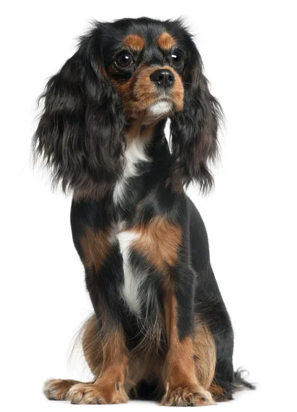 Cavalier King Charles Spaniel, 11 months old, sitting in front of white background — Stock Photo, Image