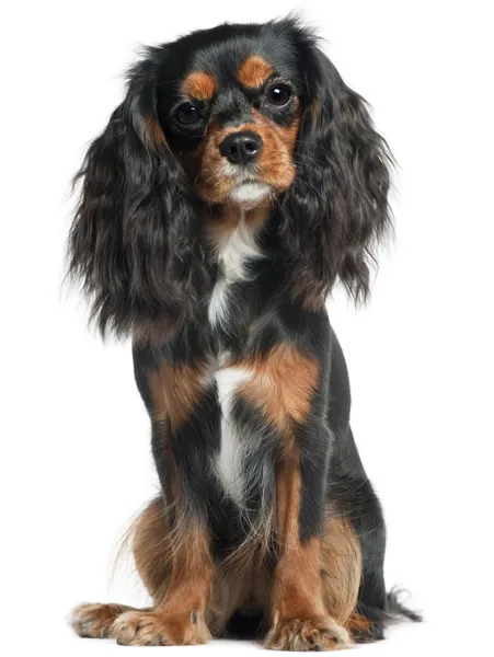 Cavalier King Charles Spaniel, 11 months old, sitting in front of white background — Stock Photo, Image