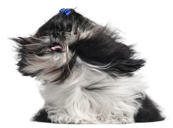 Shih Tzu com cabelo no vento, 4 anos, na frente do fundo branco — Fotografia de Stock